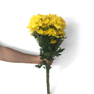 Chrysanthemums